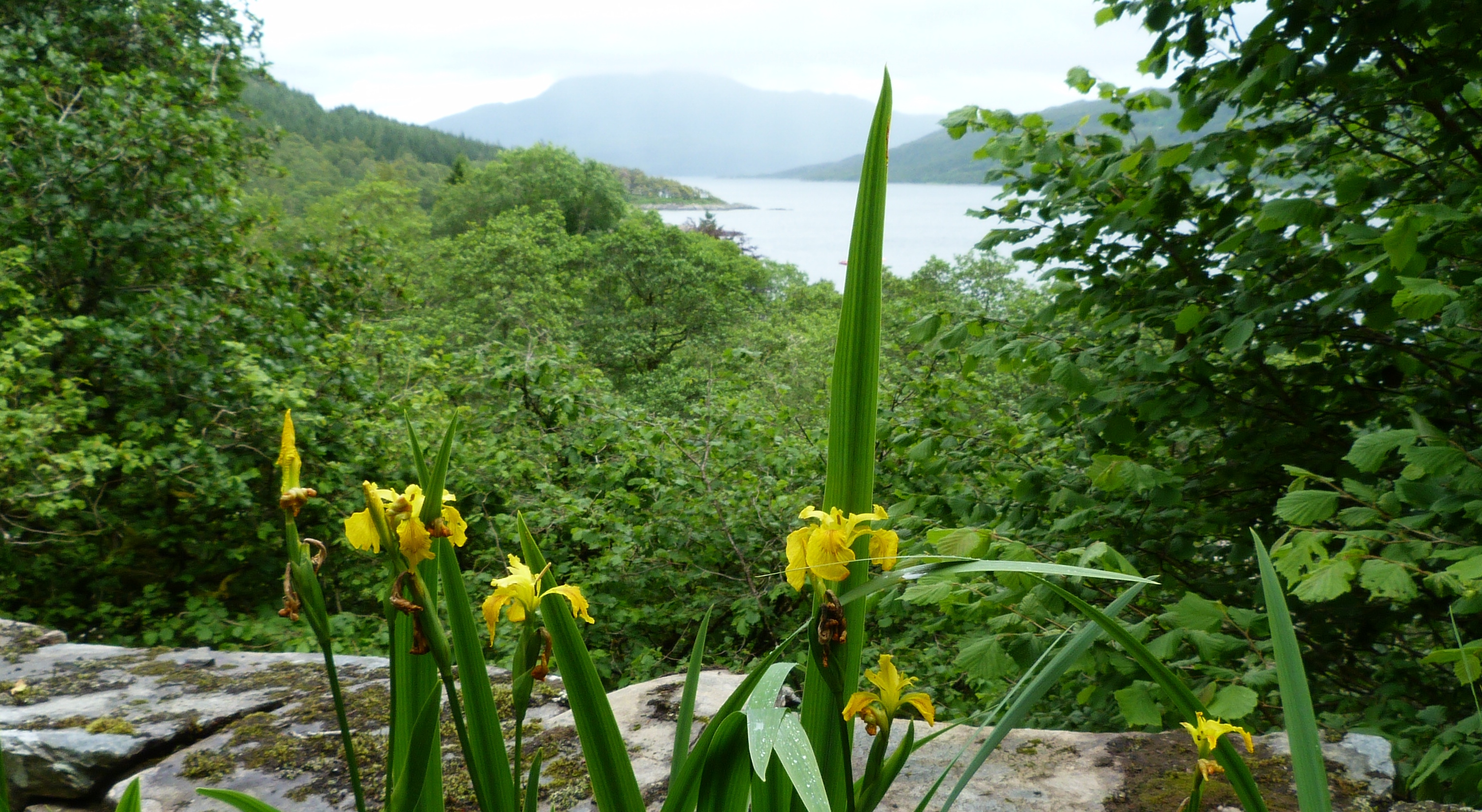 09 Irises above Lock Suinart.jpg